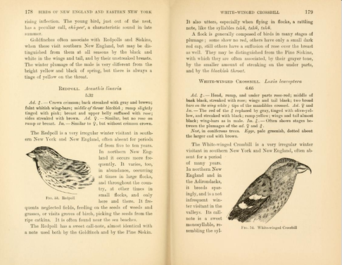Pages from Hoffman’s A Guide to the Birds of New England and Eastern New York