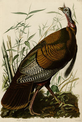 Audubon, Wild turkey, (Meleagris gallopavo) from Birds of AmericaPicture