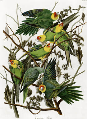 Audubon Carolina parakeet (Conuropsis carolinensis) from Birds of America